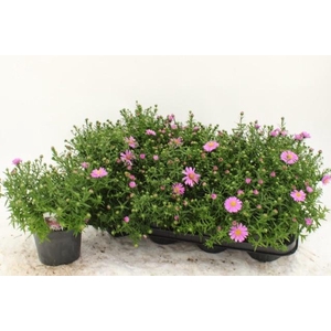 ASTER D AL LIGH PINK