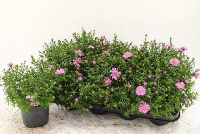 <h4>ASTER D AL LIGH PINK</h4>