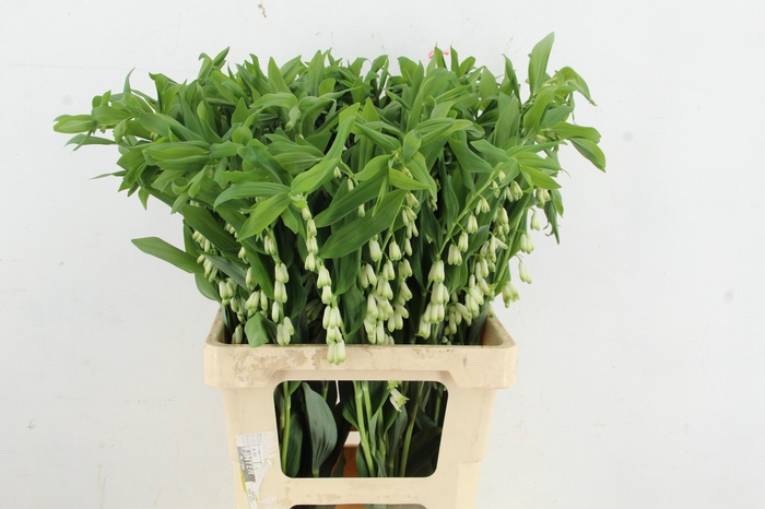<h4>POLYGONATUM MULTIFLO 070CM</h4>