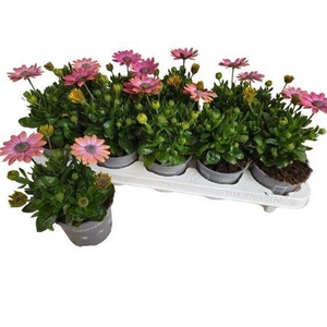 Osteo Fp Ro Surprise