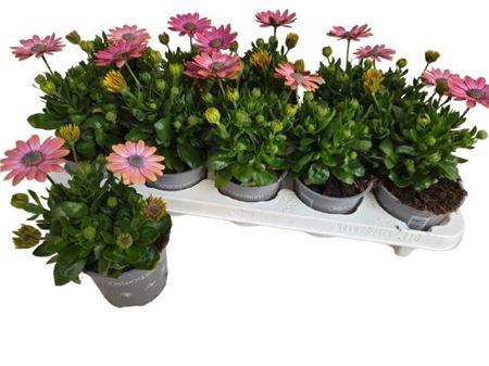 <h4>Osteo Fp Ro Surprise</h4>