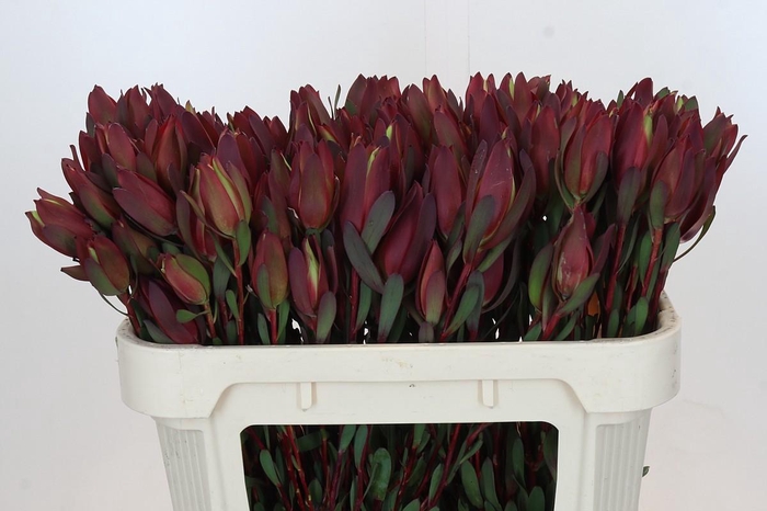 Leucadendron Senorita Spray