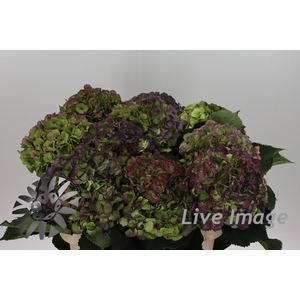 Hydrangea verena blue classic