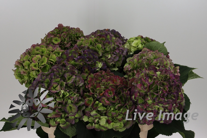 Hydrangea verena blue classic