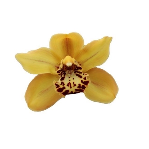 CYMB T AUSTRALIAN TIGER