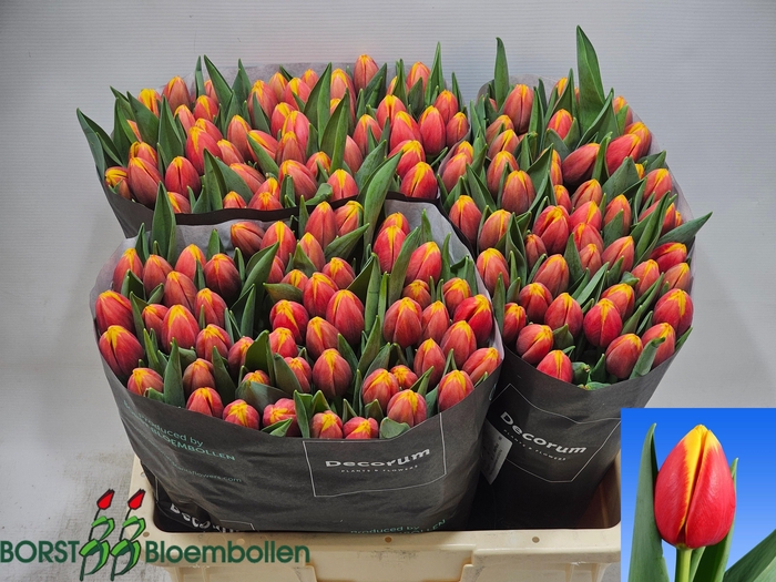 <h4>TU EN RAMBO</h4>