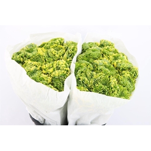 Ran Ponpon Ex Peter Pan