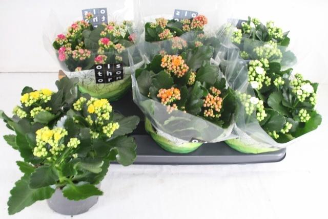 <h4>KAL GE GEM 5 KL</h4>