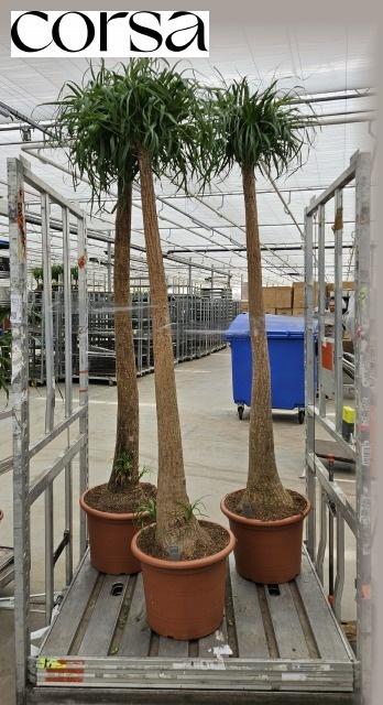 <h4>BEAUCARNEA RECUR</h4>