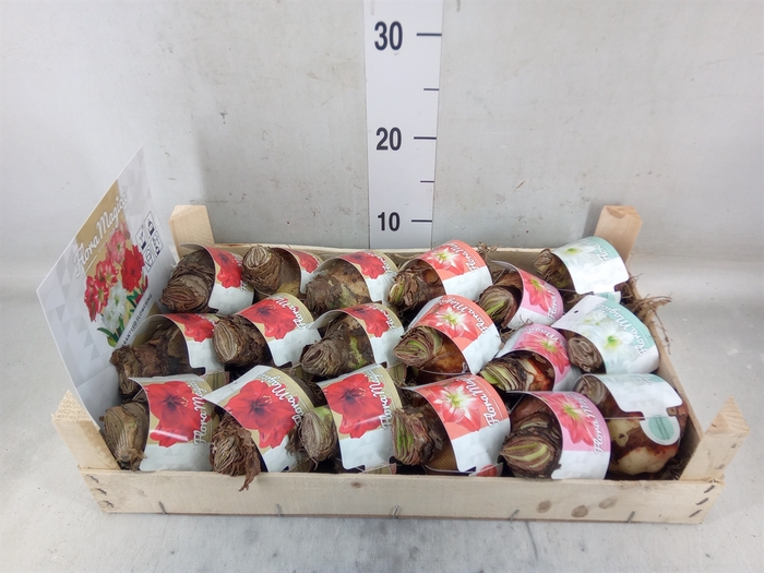<h4>Hippeastrum   ...flowerbulbs</h4>