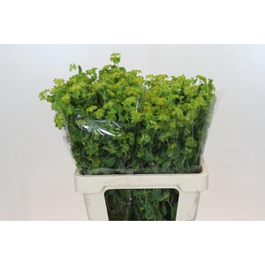 Bupleurum Griffithii