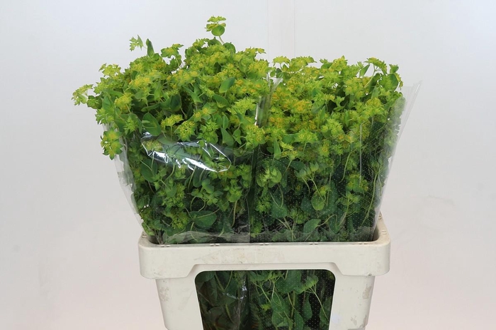 <h4>Bupleurum Griffithii</h4>