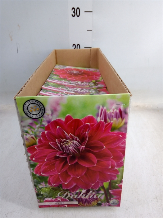 <h4>Dahlia   ...flowerbulbs</h4>