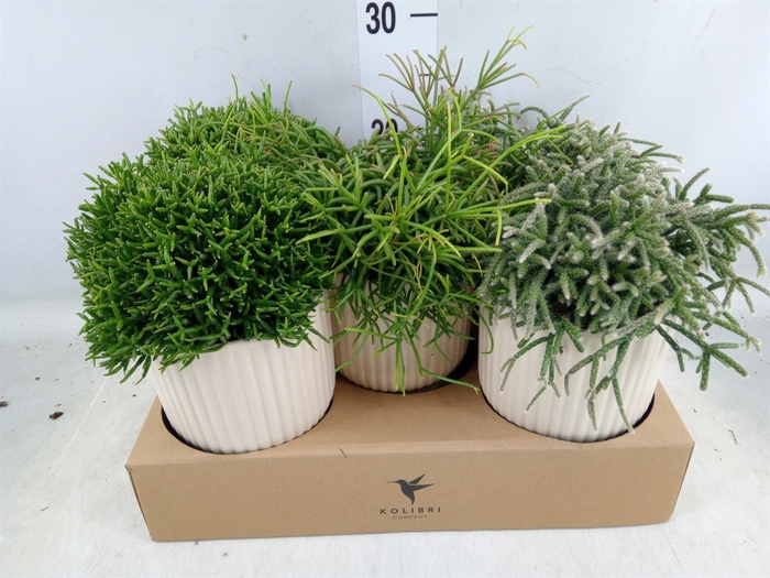 <h4>Rhipsalis   ...mix</h4>