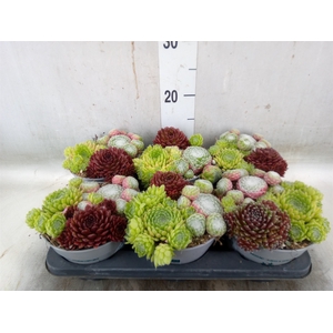 Sempervivum   ...