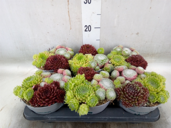 <h4>Sempervivum   ...</h4>
