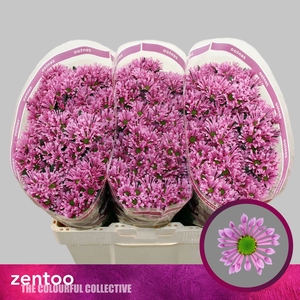CHRYSANTHEMUM SA 'BLUFF'