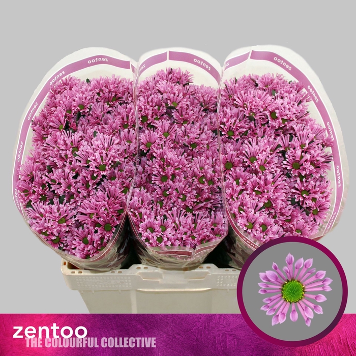 <h4>CHRYSANTHEMUM SA 'BLUFF'</h4>