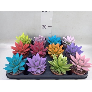 Echeveria  'Miranda'