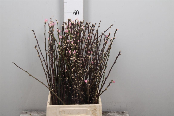 <h4>Prunus Pink</h4>