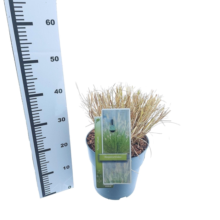 <h4>Pennisetum alopecuroides</h4>