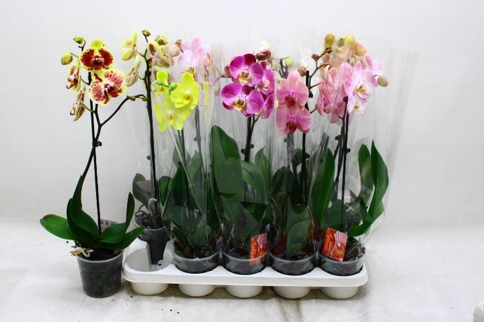 <h4>PHAL GEM</h4>