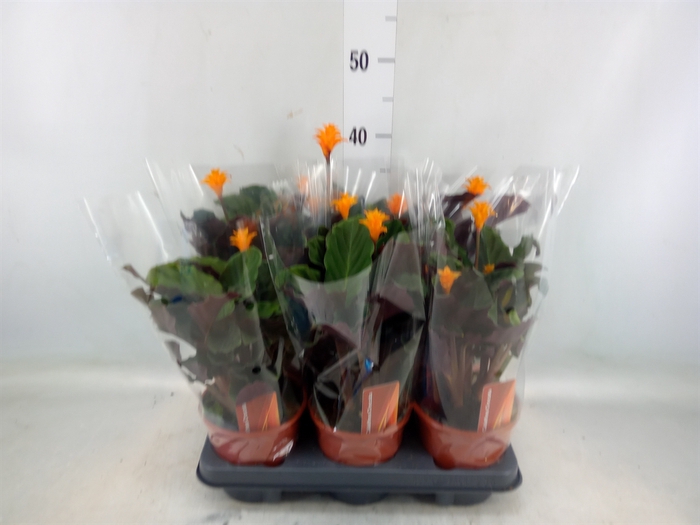 <h4>Calathea crocata</h4>