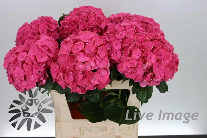 <h4>Hydrangea glowing alps</h4>
