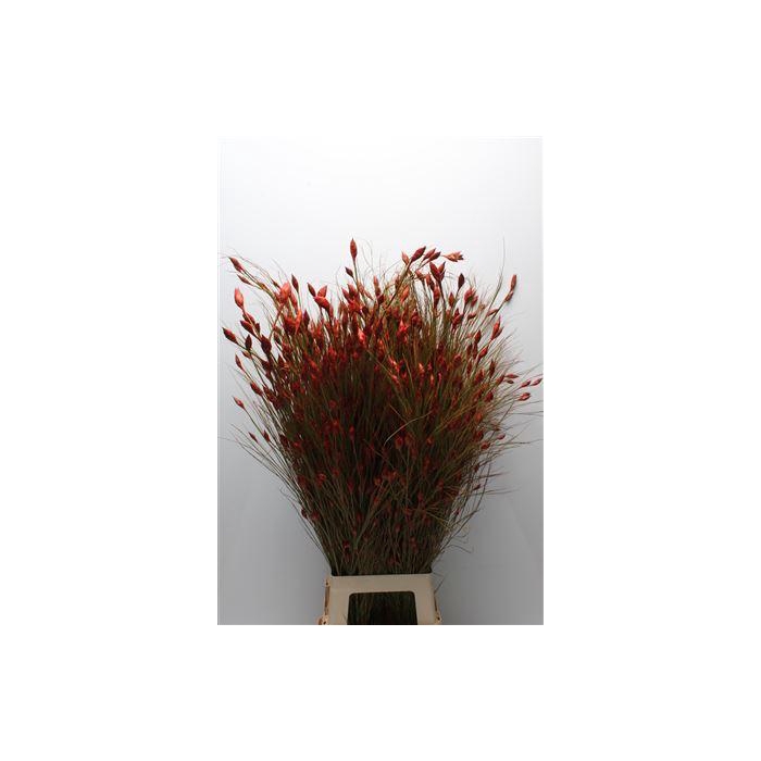 <h4>Kaaps Bell Reed Red</h4>