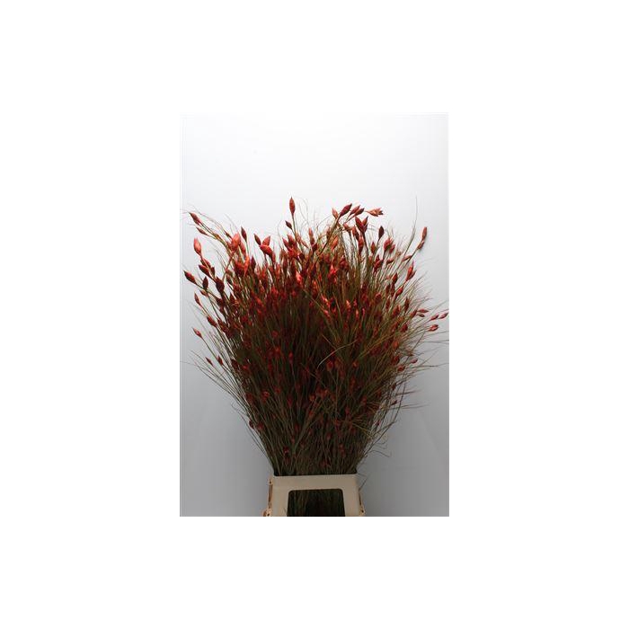 <h4>Kaaps Bell Reed Red</h4>