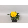 Viola wittrockiana sixpack F1 Yellow