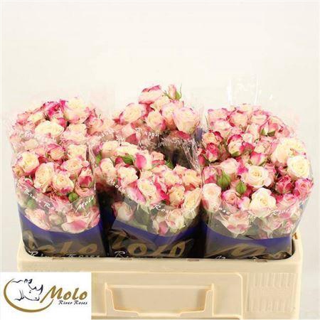 <h4>R Tr Reflex</h4>