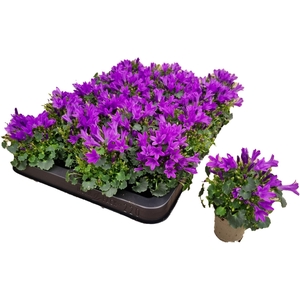 CAMP POR BLU GET MEE