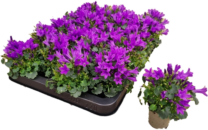 <h4>CAMP POR BLU GET MEE</h4>