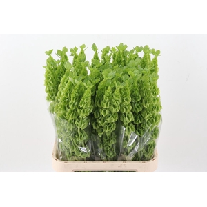Moluccella 90cm