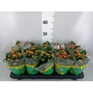 Kalanchoe blos. 'RosDon Amador'