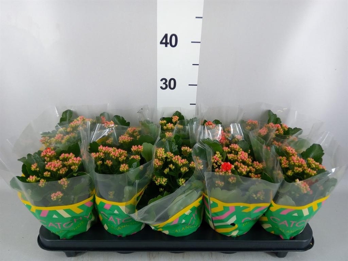 <h4>Kalanchoe blos. 'RosDon Amador'</h4>