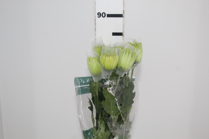 <h4>ANASTASIA DARK GREEN 080 CM VERDE</h4>
