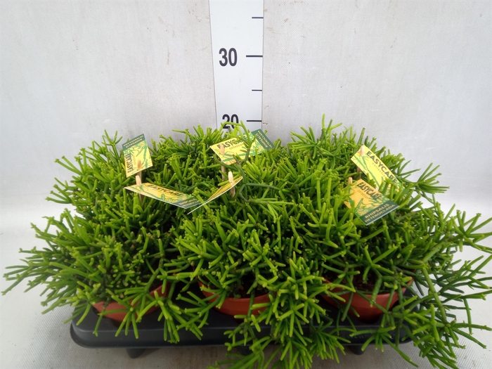 <h4>Rhipsalis heteroclada</h4>