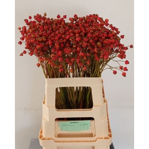 Rosa Amazing Fantasy Poflor