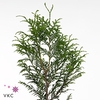 CHAMAECYPARIS THUJA PLICATA ATROVIR