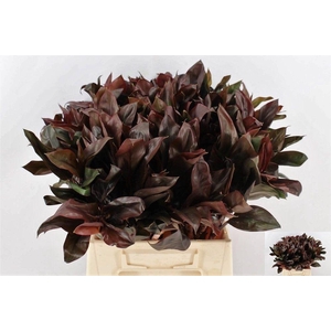 CORDYLINE PURPLE COM