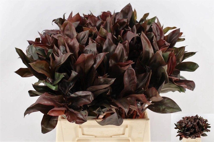 <h4>CORDYLINE PURPLE COM</h4>