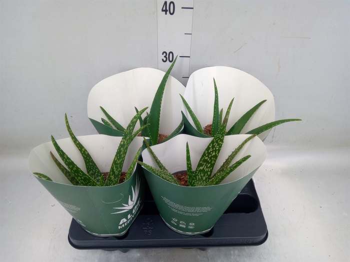 <h4>Aloe   ...mix</h4>