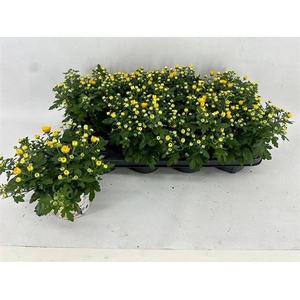 CHRYS GARDEN YELLOW P12