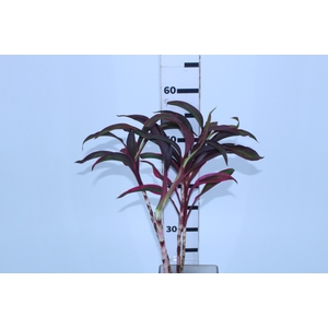 FOLHAGEM CORDYLINE FRUTICOSA RED EDGE
