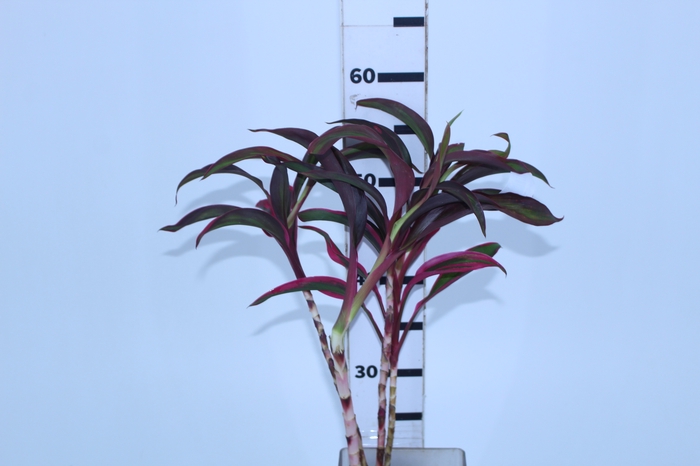 FOLHAGEM CORDYLINE FRUTICOSA RED EDGE
