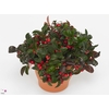 GAULTHERIA P V BERRY