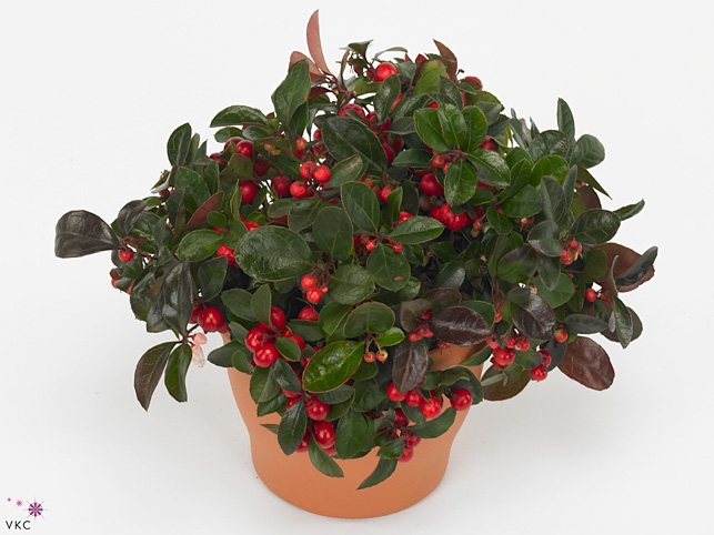 GAULTHERIA P V BERRY
