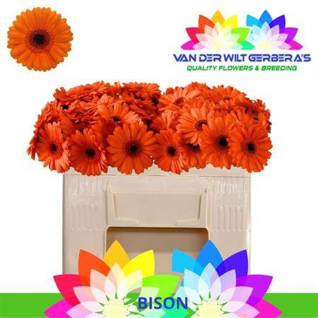 <h4>Ge Mi Bison</h4>